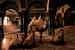 Camel Spa