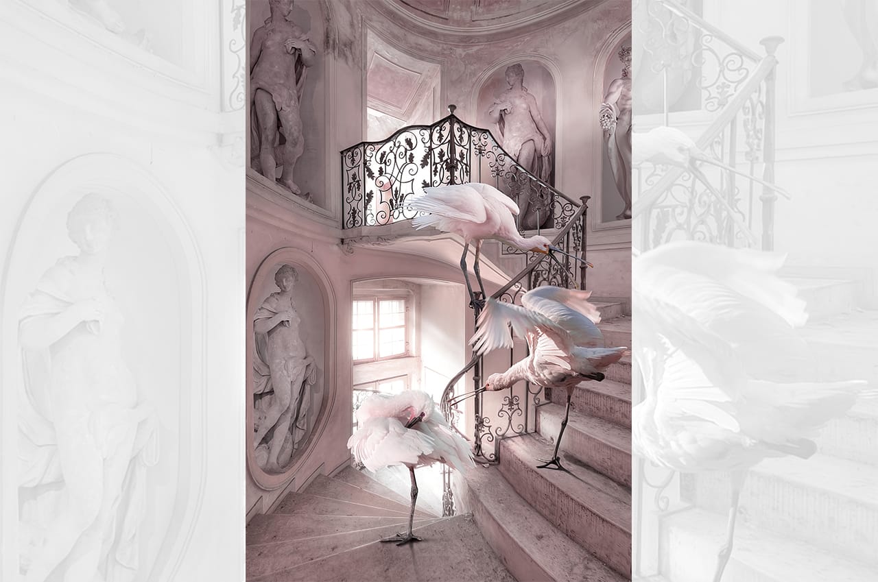 Symphony in pink